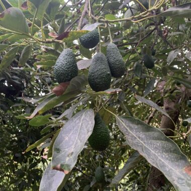 Visita nuestra finca ecológica