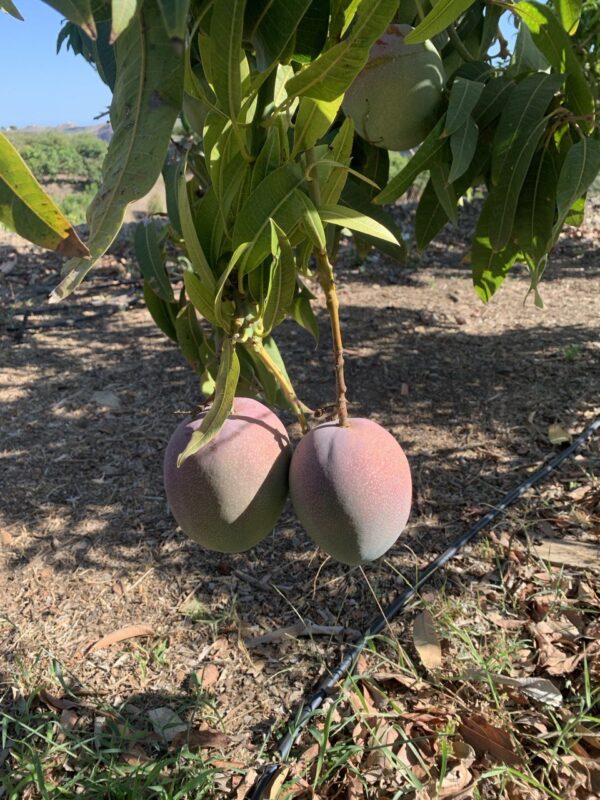 Caja Mango Kent - Imagen 3
