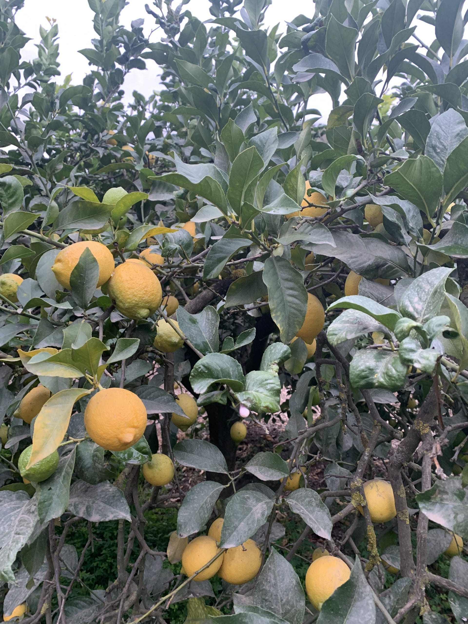 Caja Limón Ecológico Premium - Imagen 5