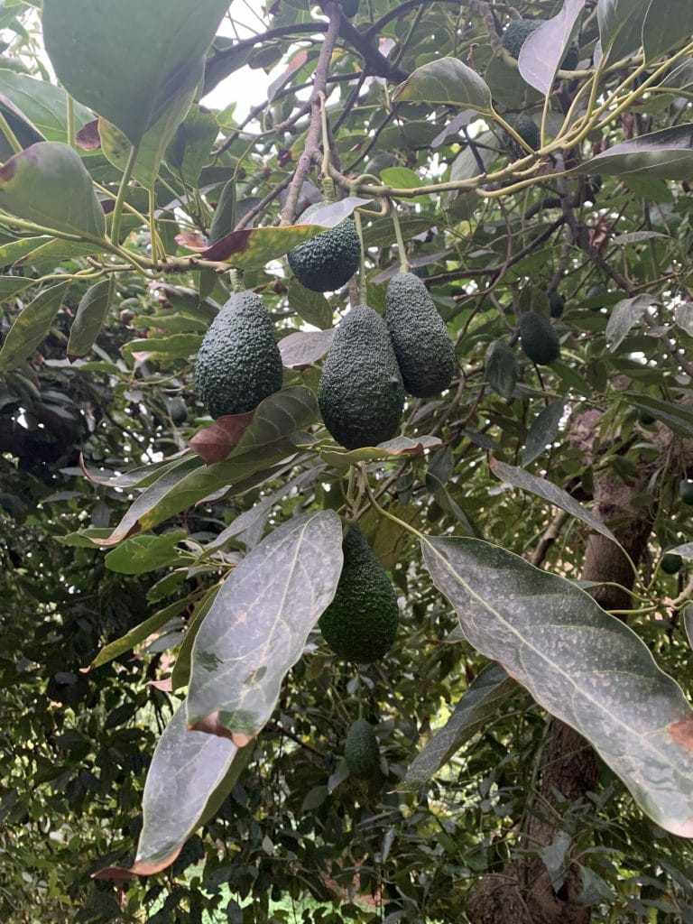 Visita nuestra finca ecológica