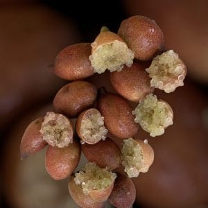 Caviar cítrico