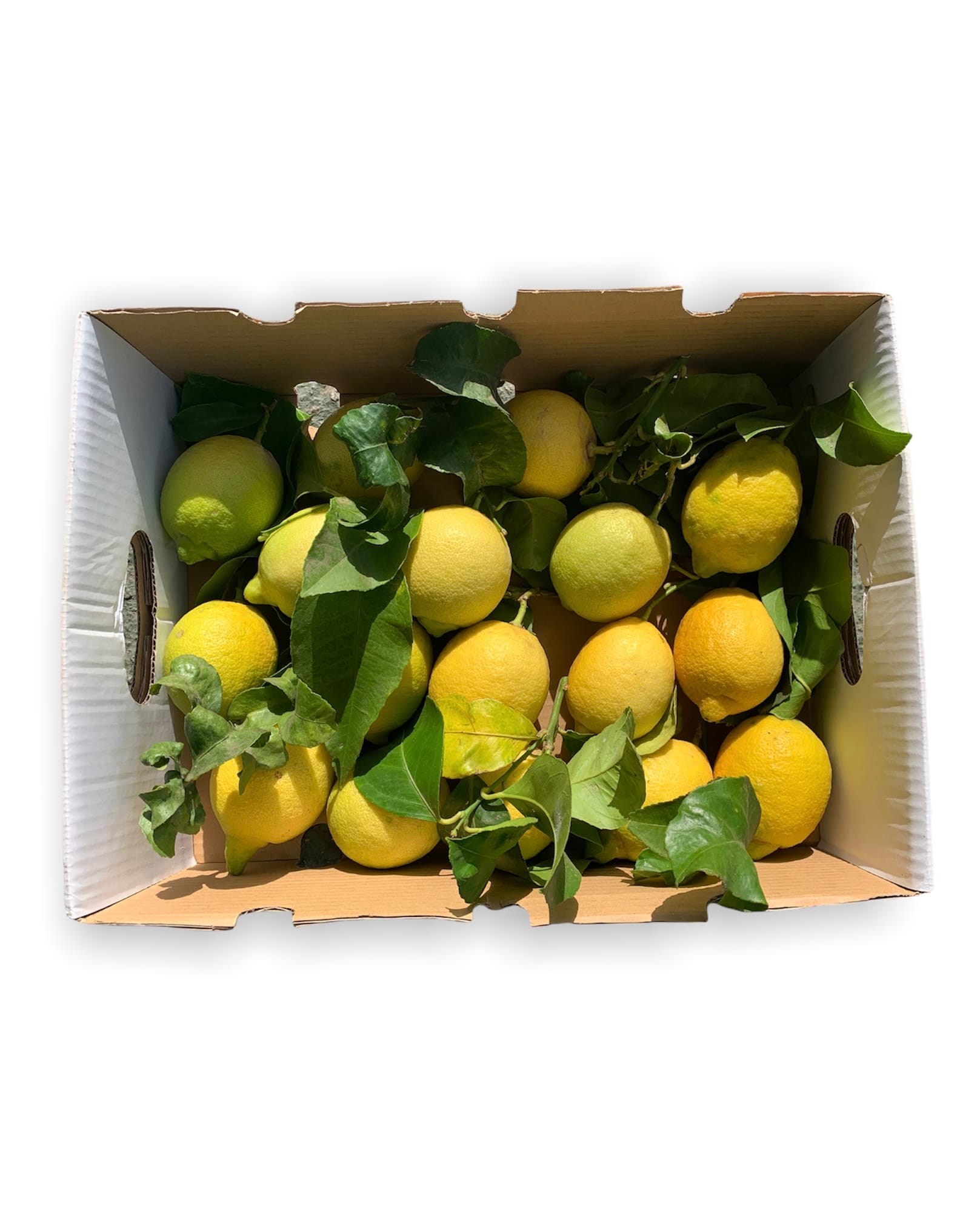 Caja Limón Ecológico Premium - Imagen 4